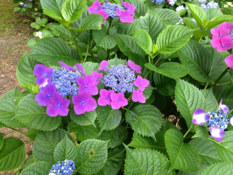Growing Hydrangeas in Compost And How it Changes Their Flower Color